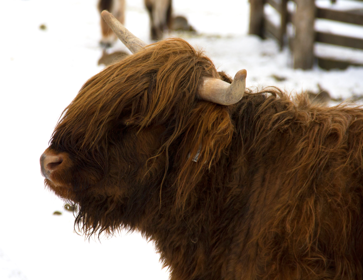 highland coo