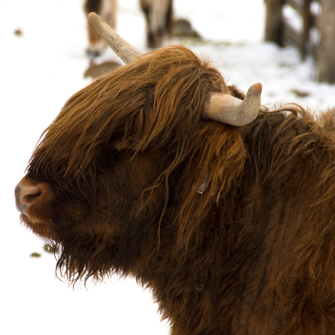highland coo