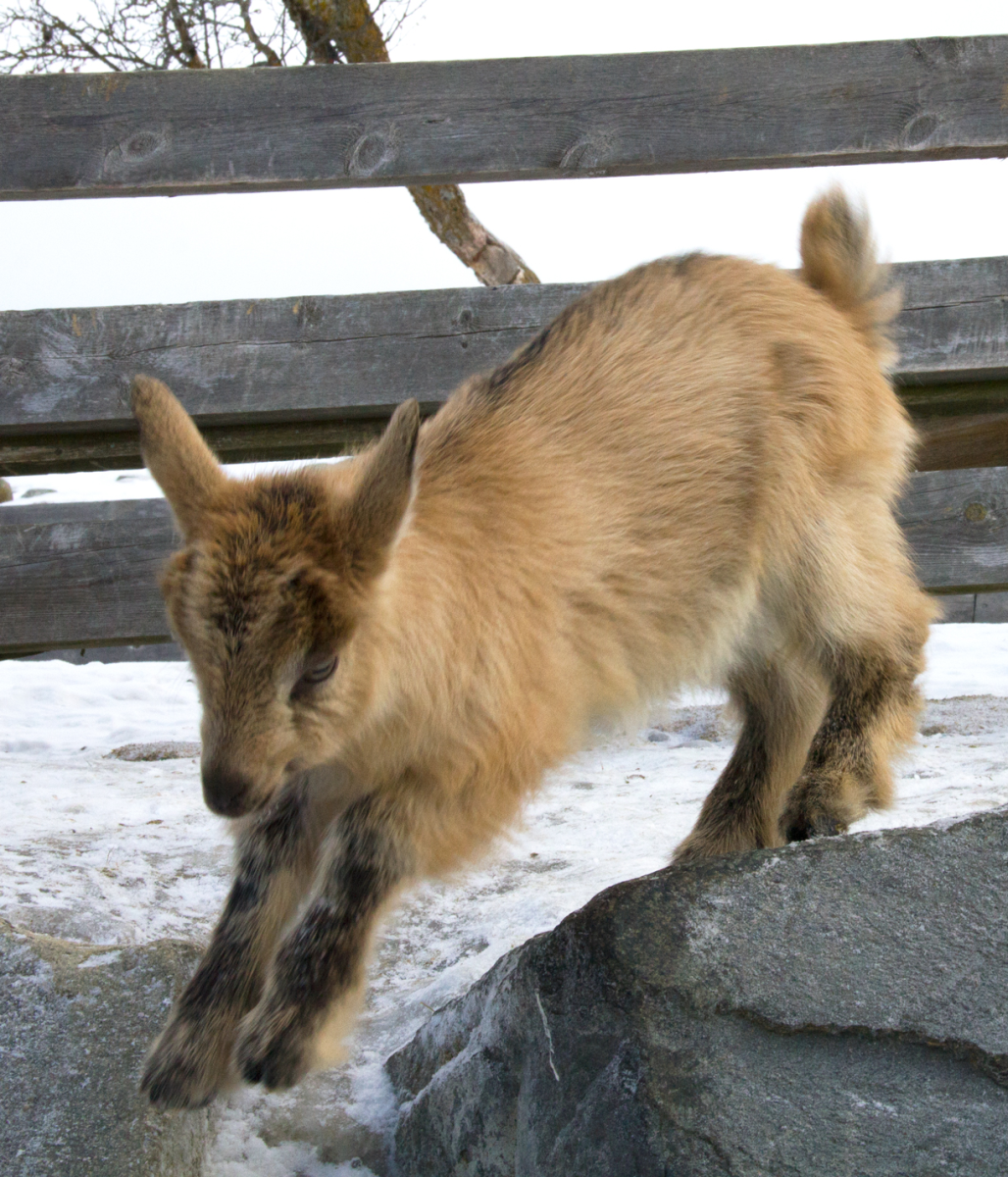 i can jump!