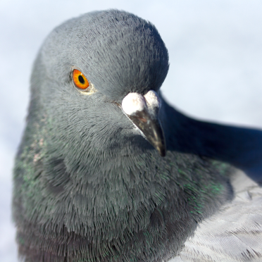 rock pidgeon