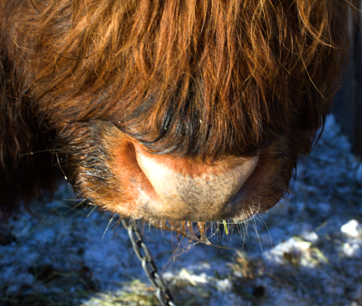 highland coo