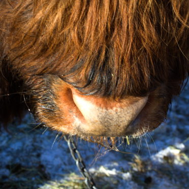 highland coo