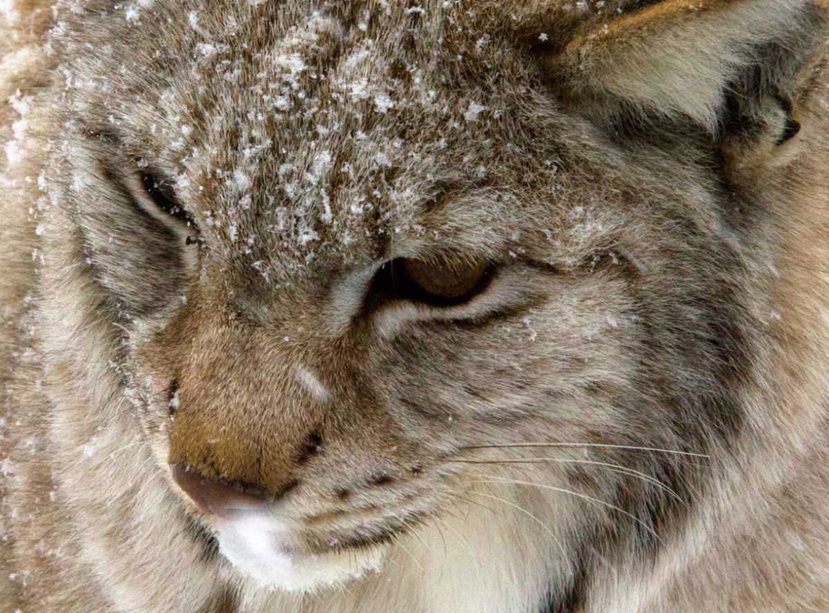 lynx