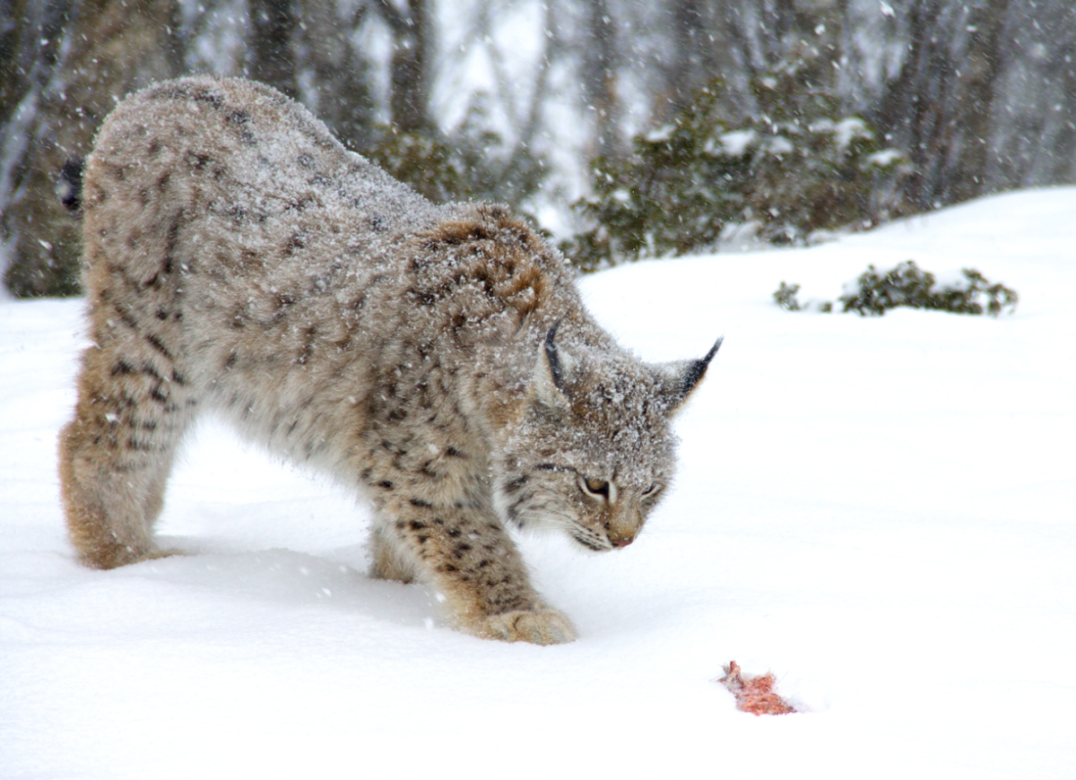 lynx