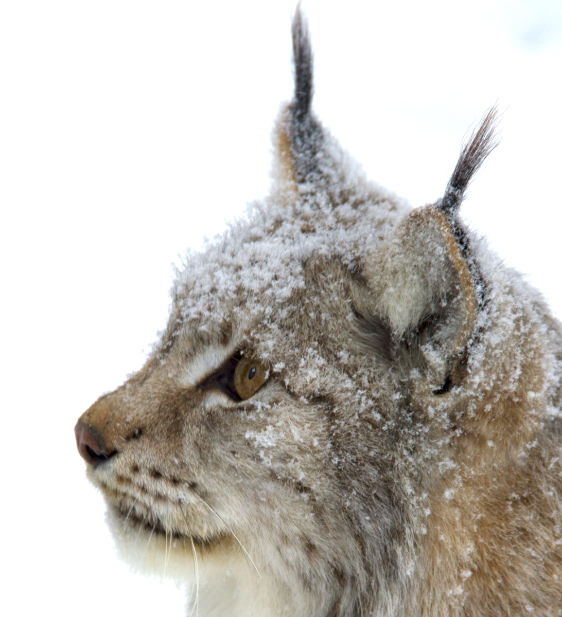 lynx