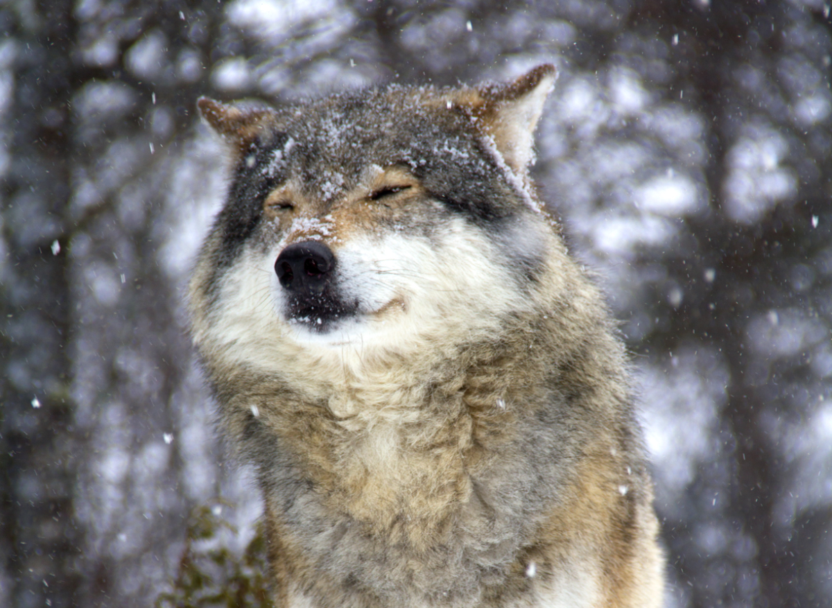 wolf
