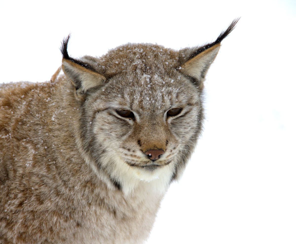 lynx