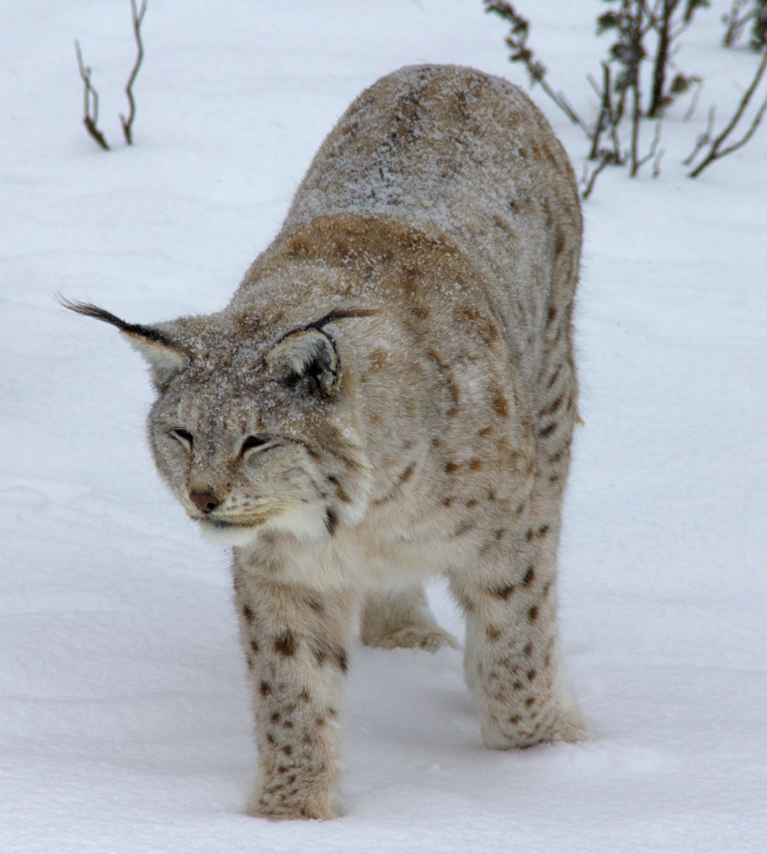 lynx