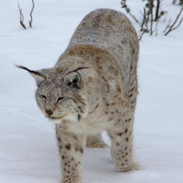lynx