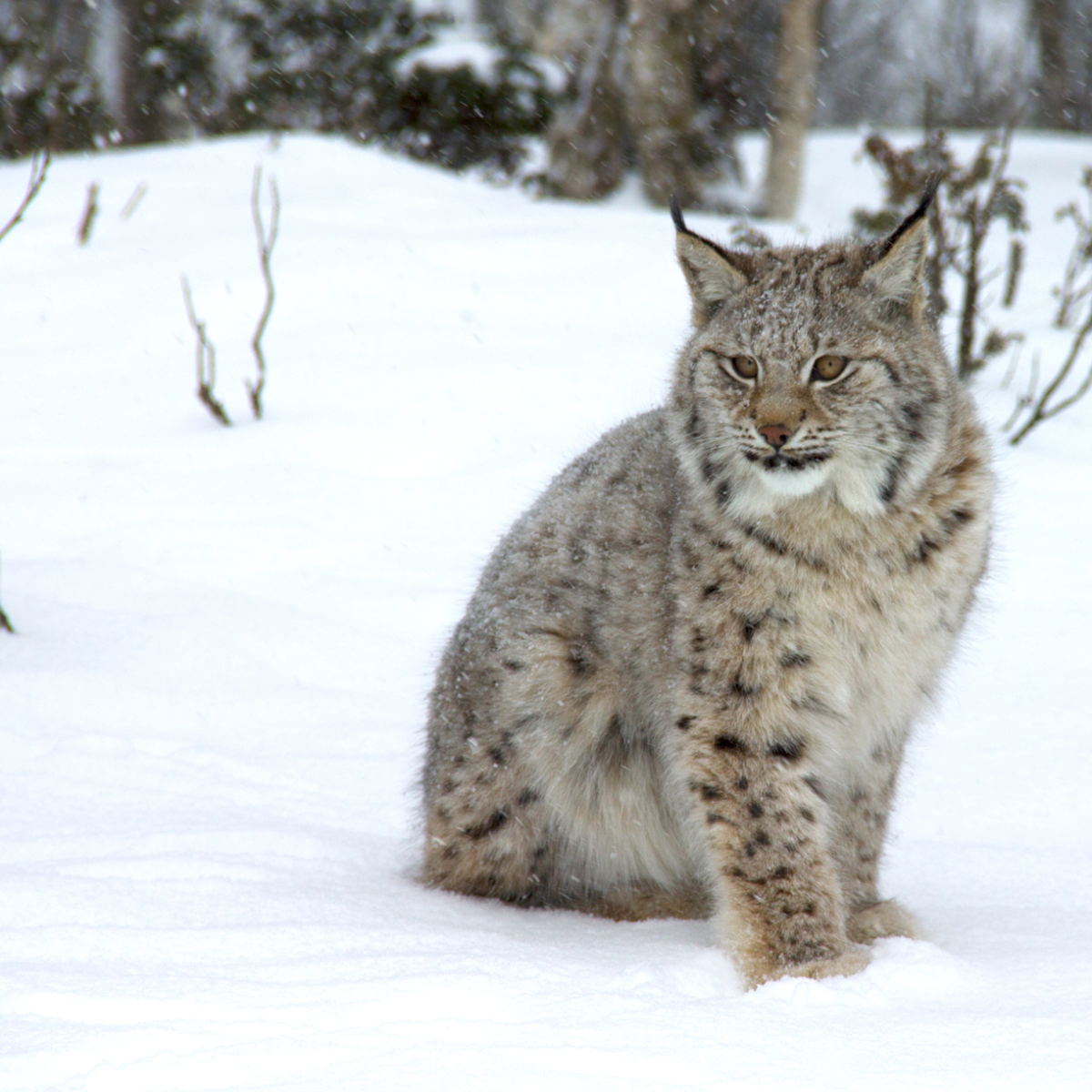 lynx