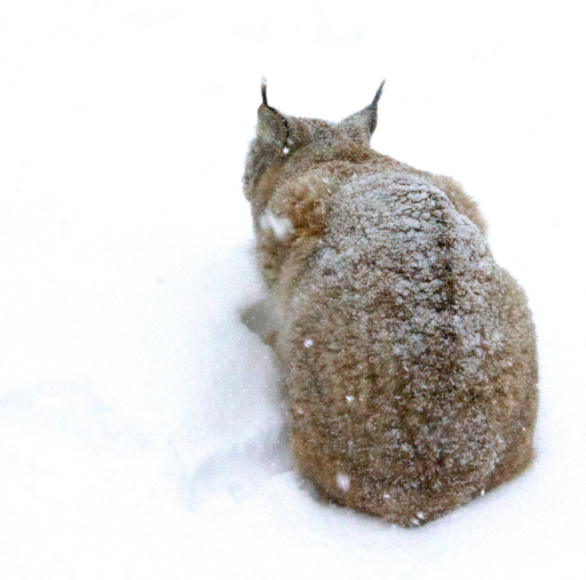 lynx