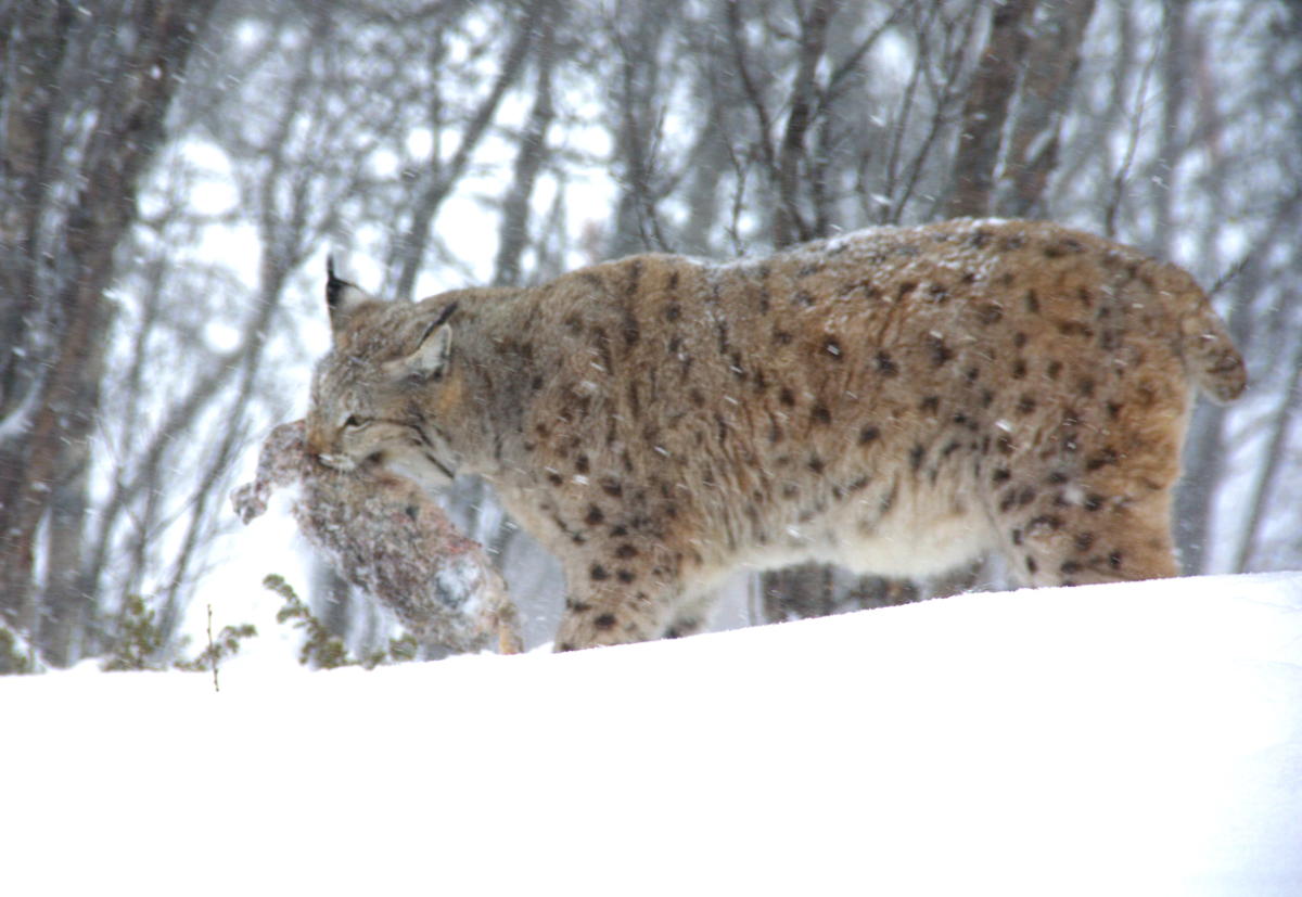 lynx
