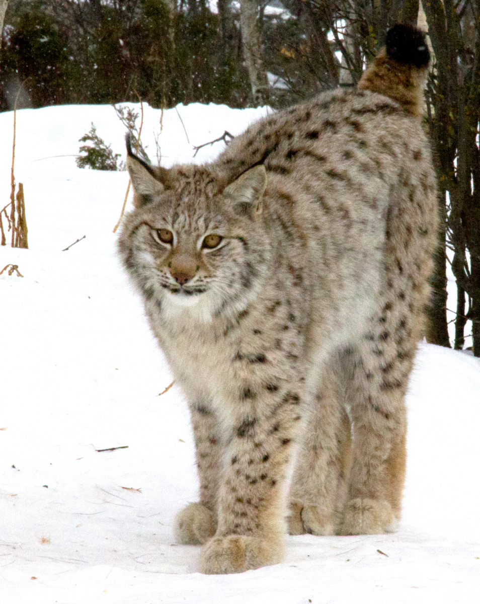 lynx