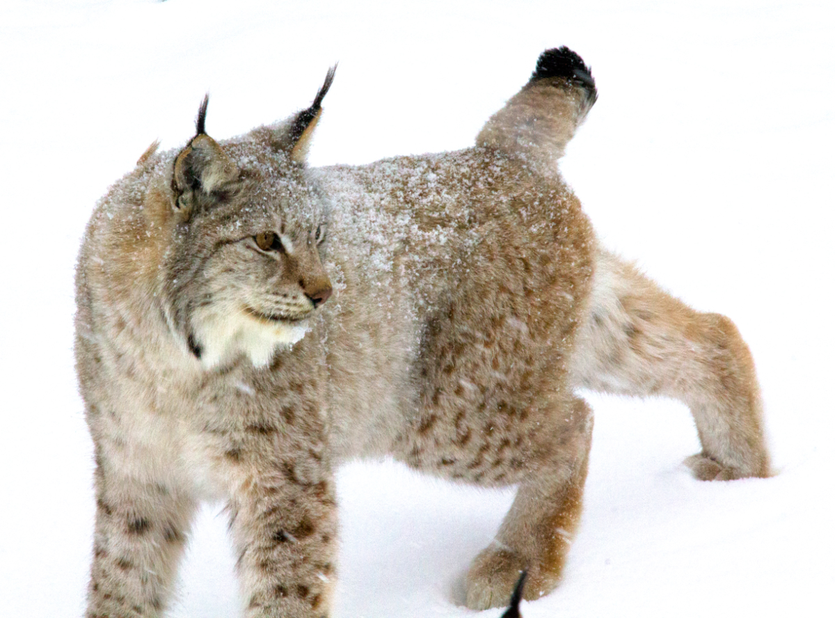 lynx