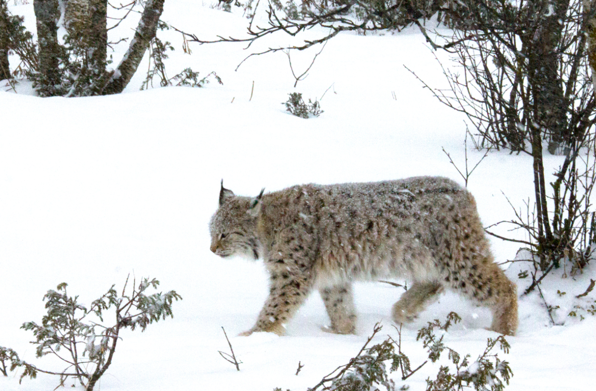 lynx