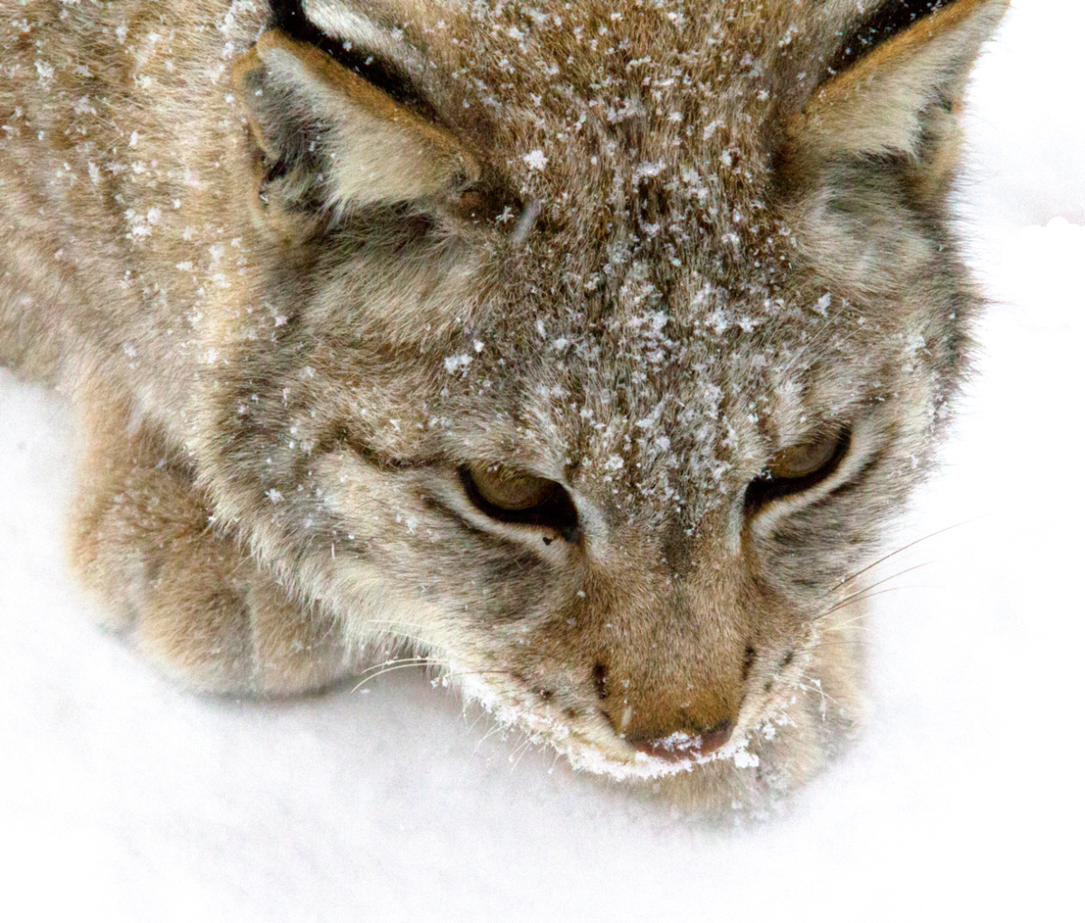 lynx