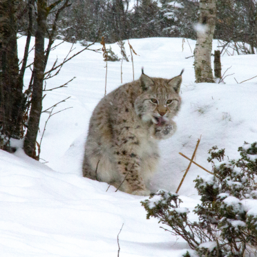 lynx