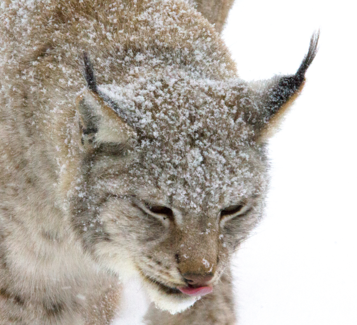 lynx