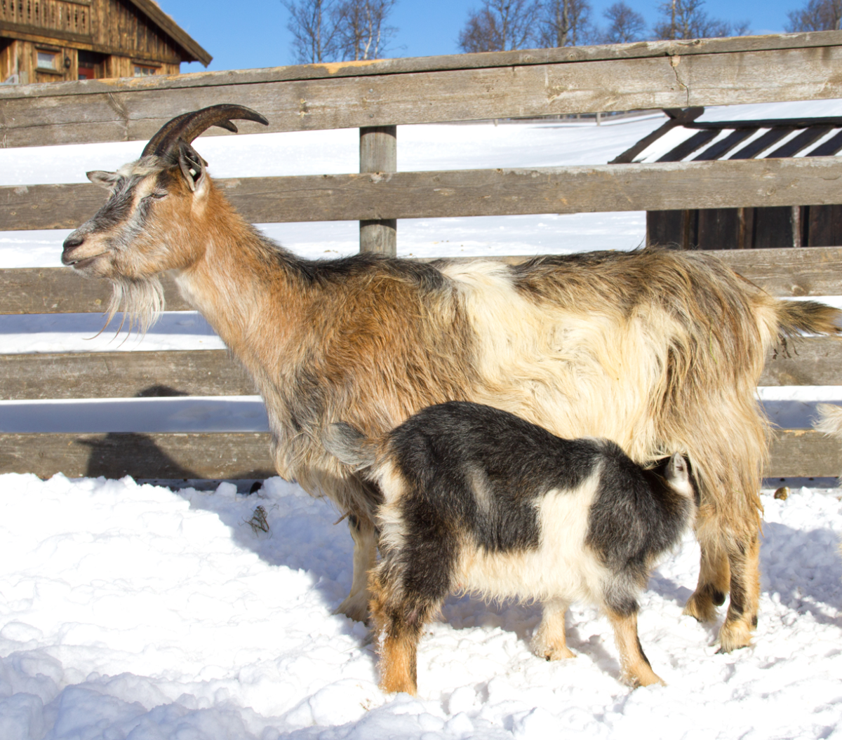 goat lunch