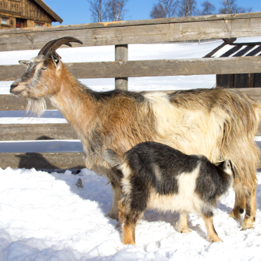 goat lunch