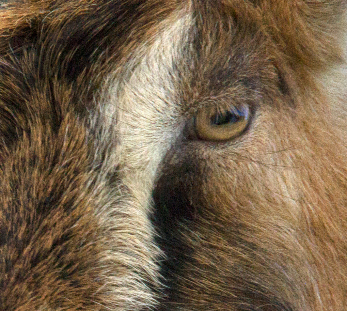 goat eye