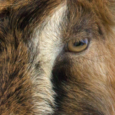 goat eye