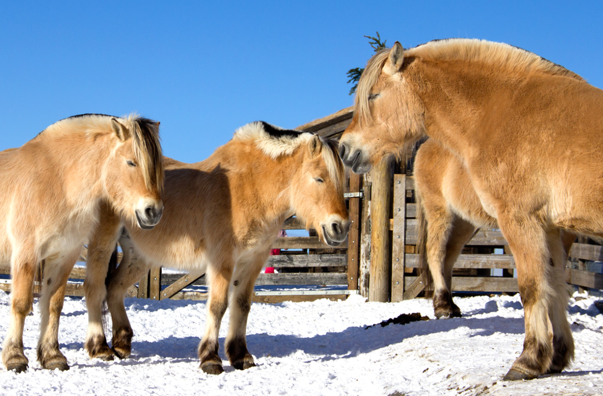 a parliament of horses