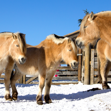 a parliament of horses
