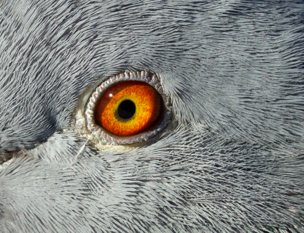 rock pidgeon