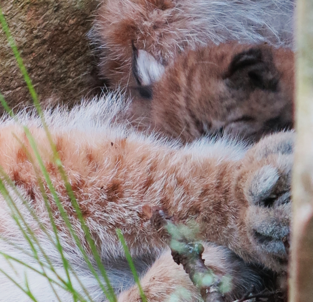 big piles of fur