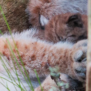 big piles of fur