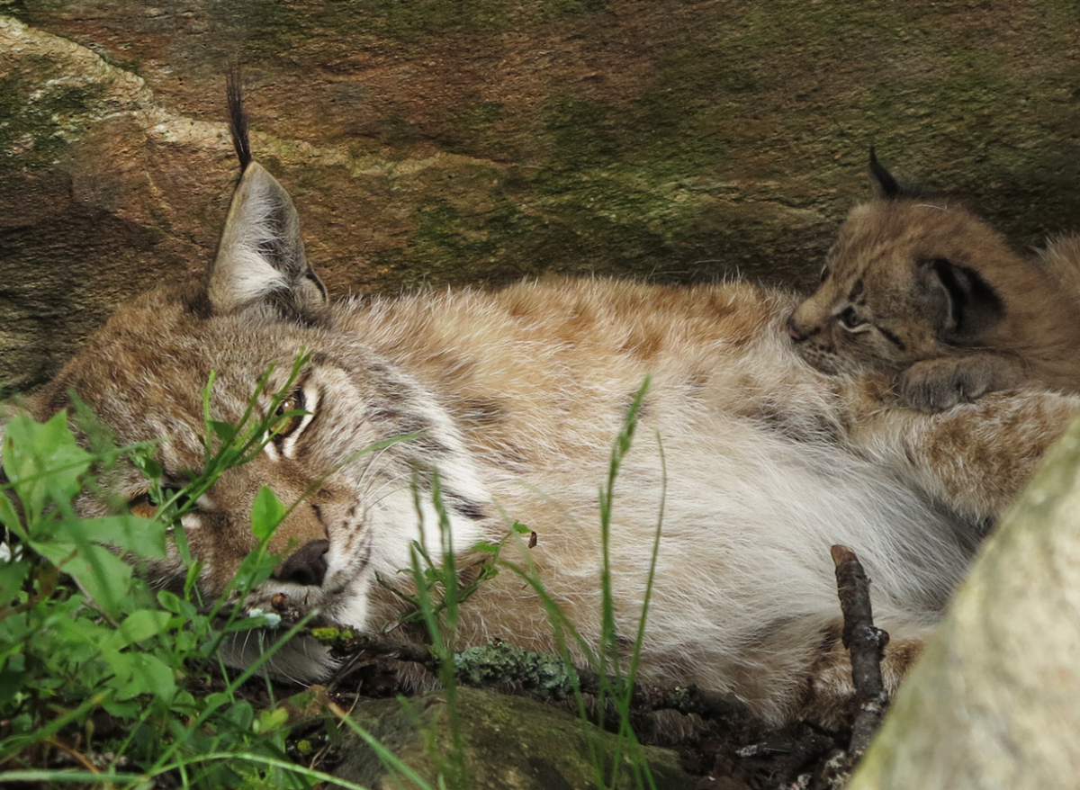 European lynx with kittens