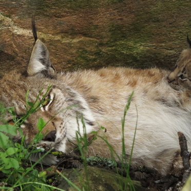 European lynx with kittens