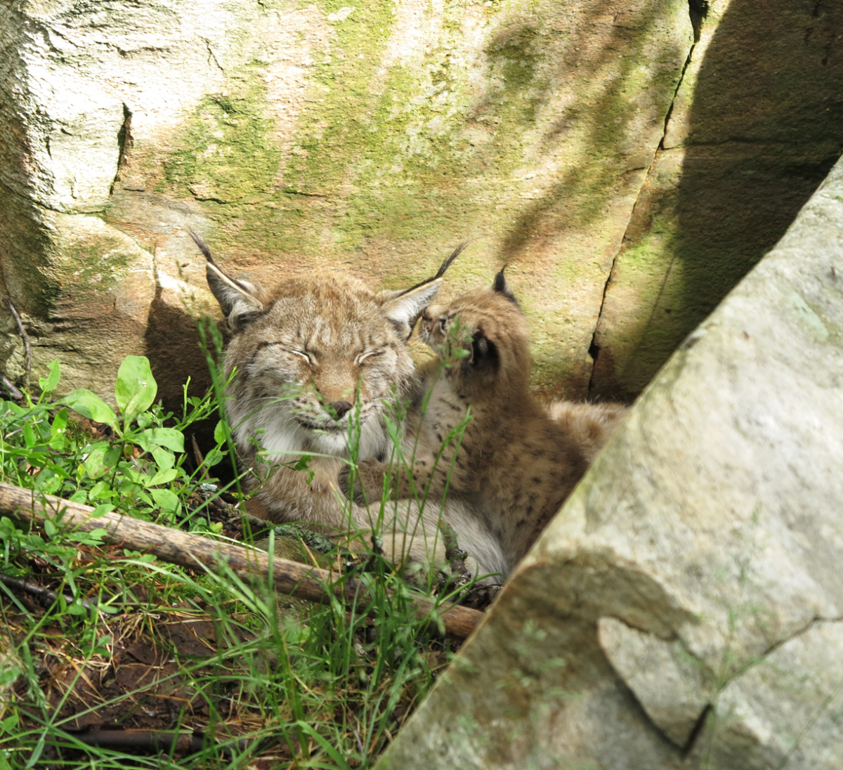 European lynx with kittens