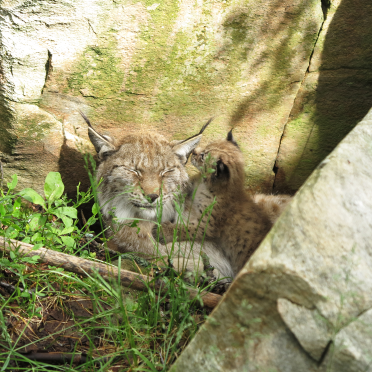 European lynx with kittens