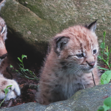 European lynx with kittens