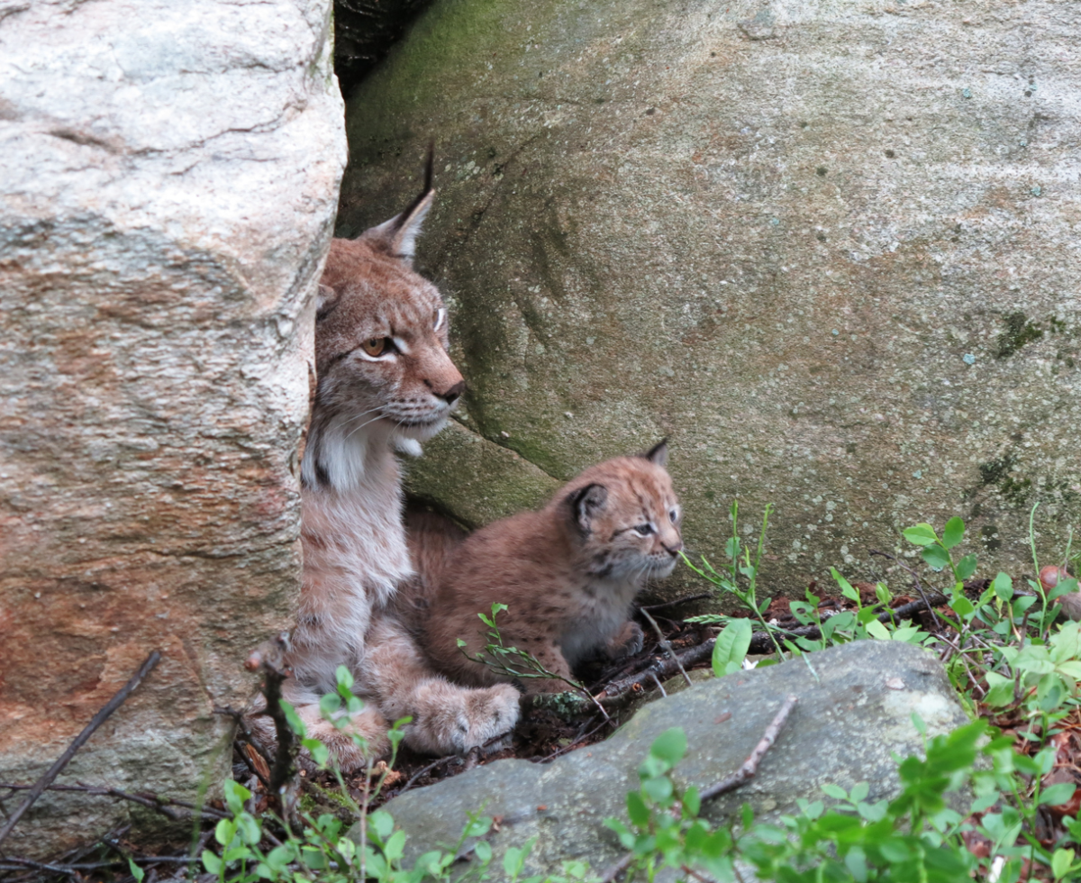 European lynx with kittens