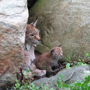 European lynx with kittens