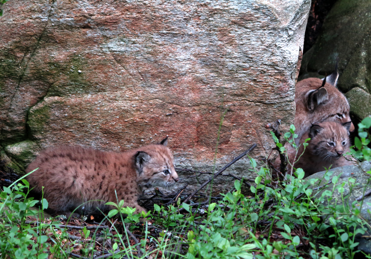 lynx kittens