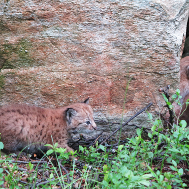 European lynx with kittens