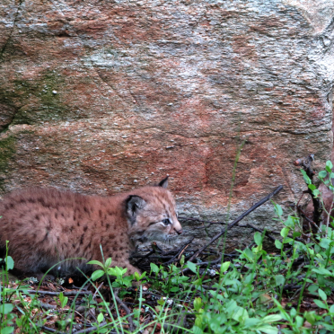 lynx kittens