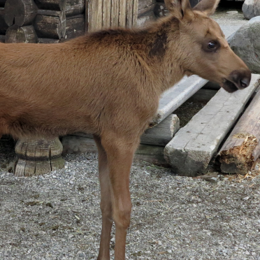elk calf