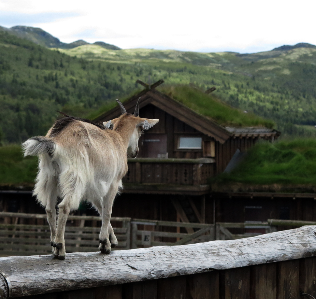 goats