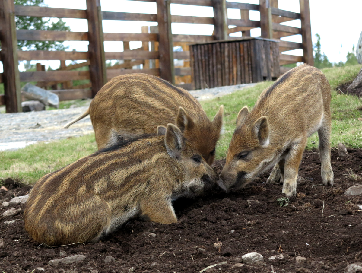 wild pig piglets