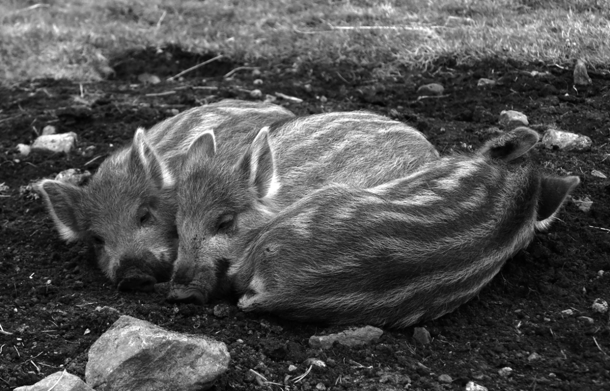 wild pig piglets
