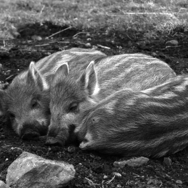 wild pig piglets