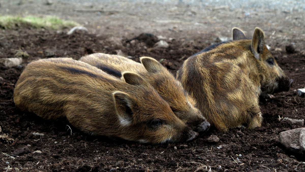 piglets