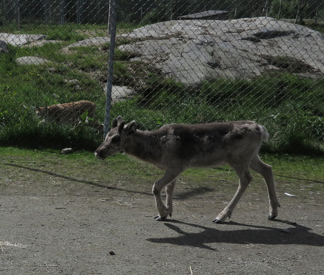 predator and prey
