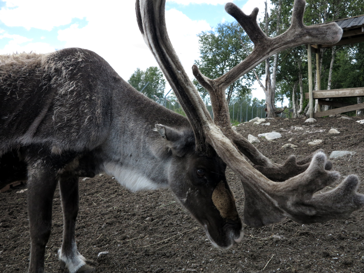 reindeer
