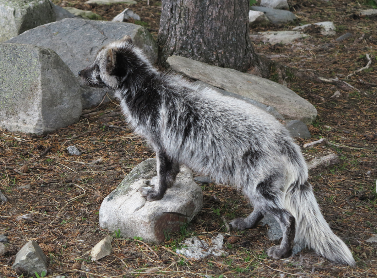 polar fox